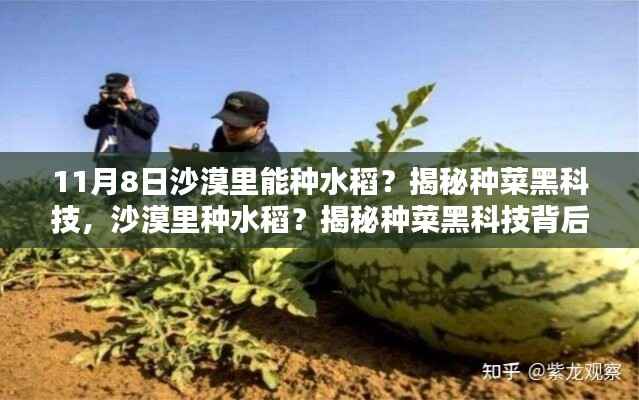 揭秘沙漠种菜黑科技,水稻种植背后的奇迹探索