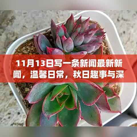 11月13日新闻故事,秋日趣事中的深厚友情与温馨日常