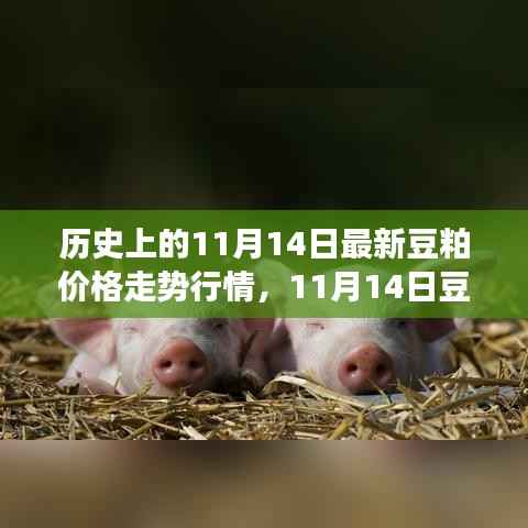 历史上的豆粕价格走势分析,回顾与预测