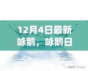 12月4日鹅群趣事与友情盛宴,日常咏鹅新篇章