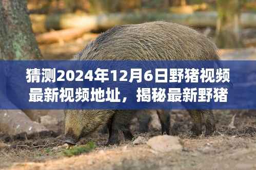 揭秘野猪视频追踪技巧,如何猜测并获取特定日期野猪视频地址(警惕违法犯罪风险)