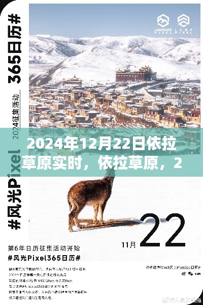 依拉草原时光印记,2024年12月22日实时记录