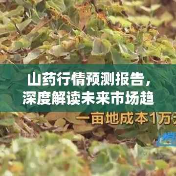 山药行情预测报告,深度解读未来市场趋势(2019版)