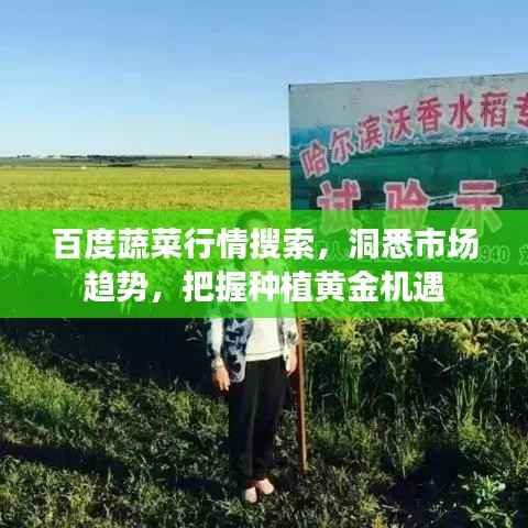 百度蔬菜行情搜索,洞悉市场趋势,把握种植黄金机遇