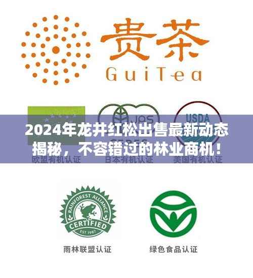 2024年龙井红松出售最新动态揭秘,不容错过的林业商机!