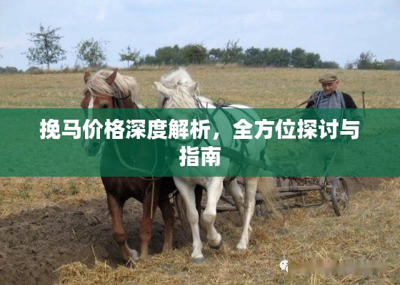 挽马价格深度解析,全方位探讨与指南