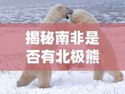 揭秘南非是否有北极熊存在?百度带你探寻真相!