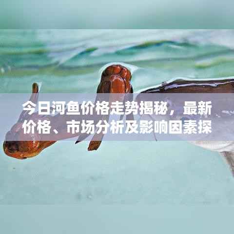今日河鱼价格走势揭秘,最新价格、市场分析及影响因素探讨