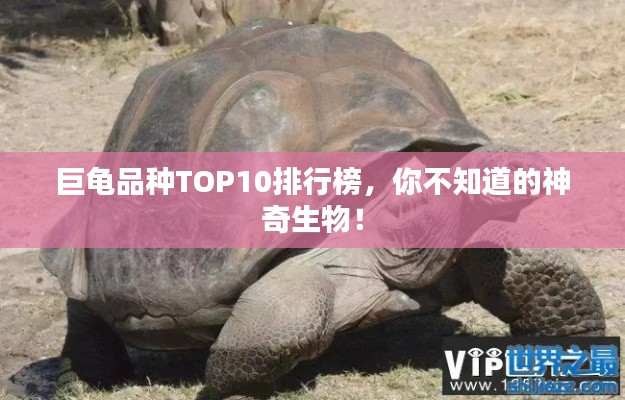 巨龟品种TOP10排行榜,你不知道的神奇生物!