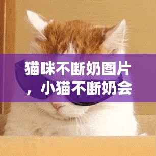 猫咪不断奶图片,小猫不断奶会影响母猫身体嘛