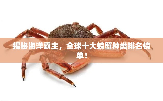 揭秘海洋霸主,全球十大螃蟹种类排名榜单!